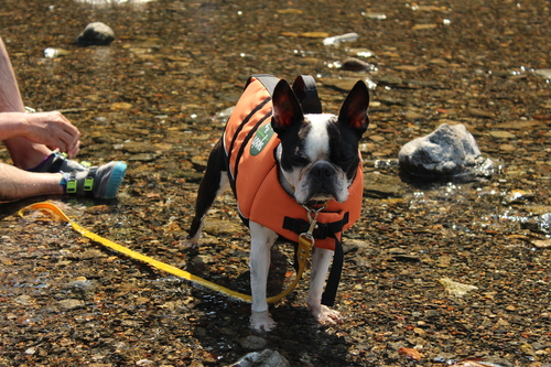 きんちゃくだぁ～　水難救助犬になれる！？の巻_c0220715_8224641.jpg