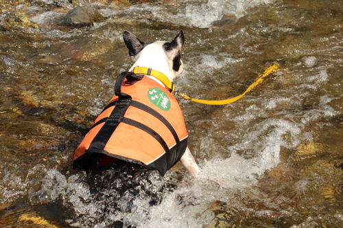 きんちゃくだぁ～　水難救助犬になれる！？の巻_c0220715_8245717.jpg