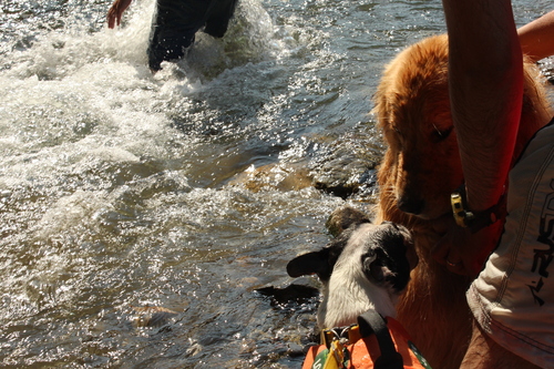 きんちゃくだぁ～　水難救助犬になれる！？の巻_c0220715_8281256.jpg