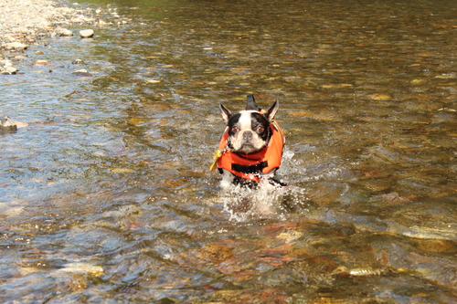 きんちゃくだぁ～　水難救助犬になれる！？の巻_c0220715_8304294.jpg