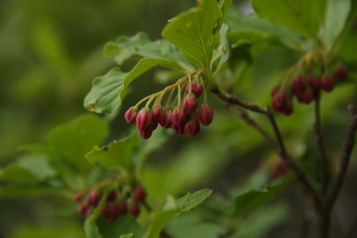 谷川岳の花　　　　ベニサラサドウダン_a0040021_2019276.jpg