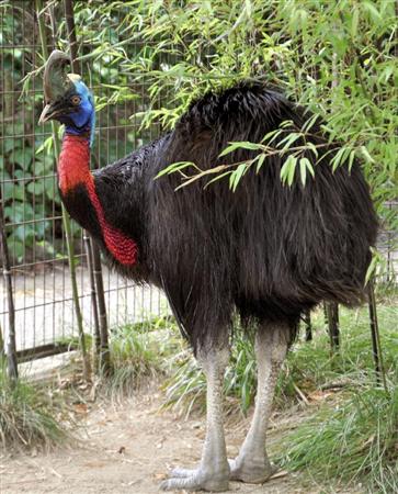 世界で最も危険な鳥 ヒクイドリ脱走 Asabatyouのなんでもブログ2