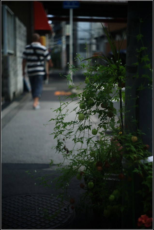 411　 路傍  （高嶺の花マクロ・プラズマート50mmF2.7との至福のひととき）_b0226423_2363349.jpg