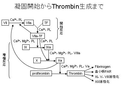 敗血症性DICの病態（１）～凝固系カスケードと組織因子・Thrombin～_e0255123_17133251.jpg