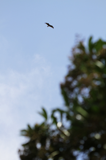 e0090124_2316448.jpg