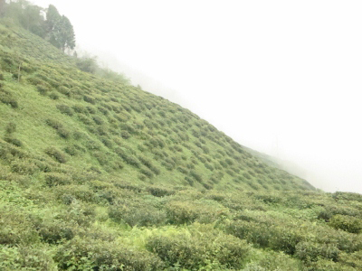 d0254827_1145252.png