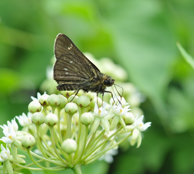 長野県の「アカセセリ」と「ヒメヒカゲ」初見２種　ｉｎ2012．07．29_a0126632_2051166.jpg