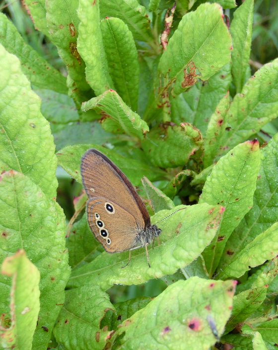 長野県の「アカセセリ」と「ヒメヒカゲ」初見２種　ｉｎ2012．07．29_a0126632_20535716.jpg