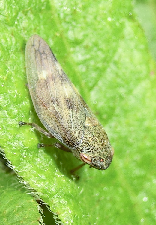 長野県の「アカセセリ」と「ヒメヒカゲ」初見２種　ｉｎ2012．07．29_a0126632_2165369.jpg