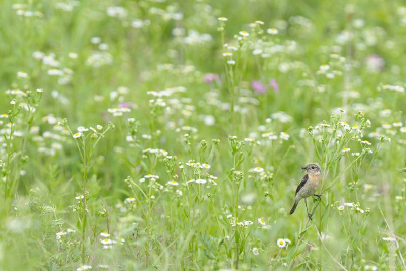 シシウド_b0036743_2157737.jpg