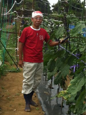 ナスの1本仕立て 鎌倉オステリアジョイア 日々の自家畑作業 収穫した野菜の料理をｕｐしていきます