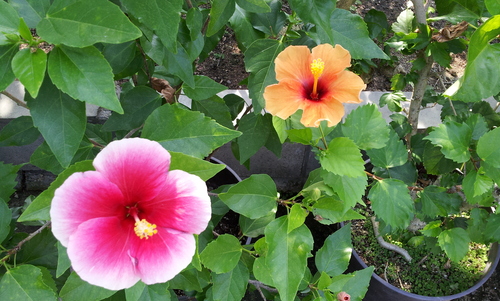 c0115958_0503118.jpg