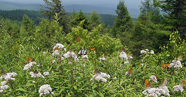 ヒョウモンチョウ類の集団吸蜜（７月下旬　長野県）_f0199866_19223485.jpg