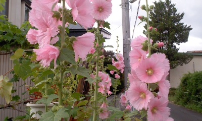 c0069380_1926456.jpg