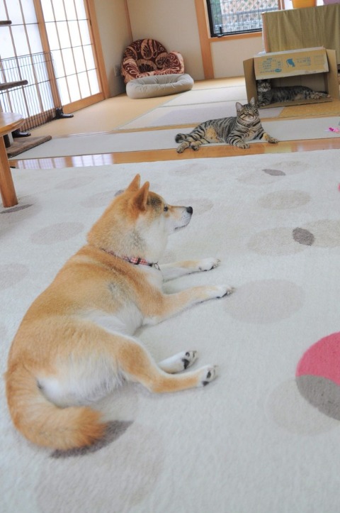憧れの人_a0126590_9261860.jpg