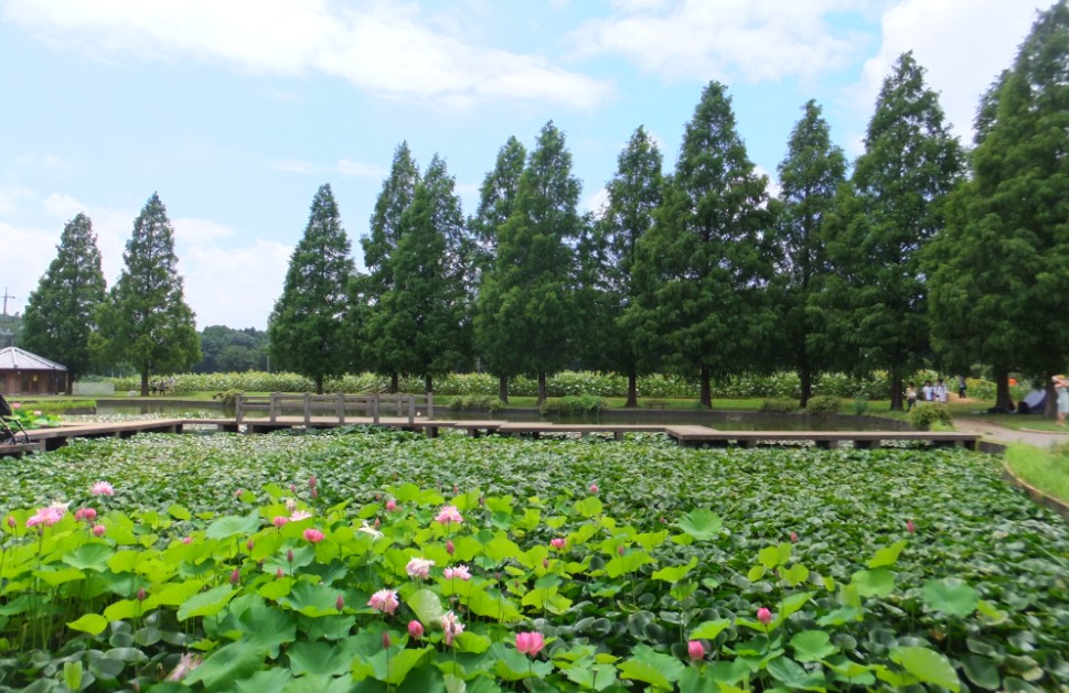 柏・あけぼの山農業公園へ_a0237391_1815196.jpg