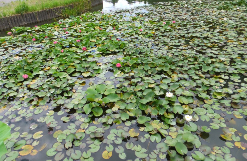 柏・あけぼの山農業公園へ_a0237391_1832293.jpg