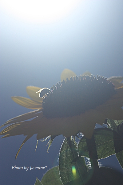 e0193207_1532793.jpg
