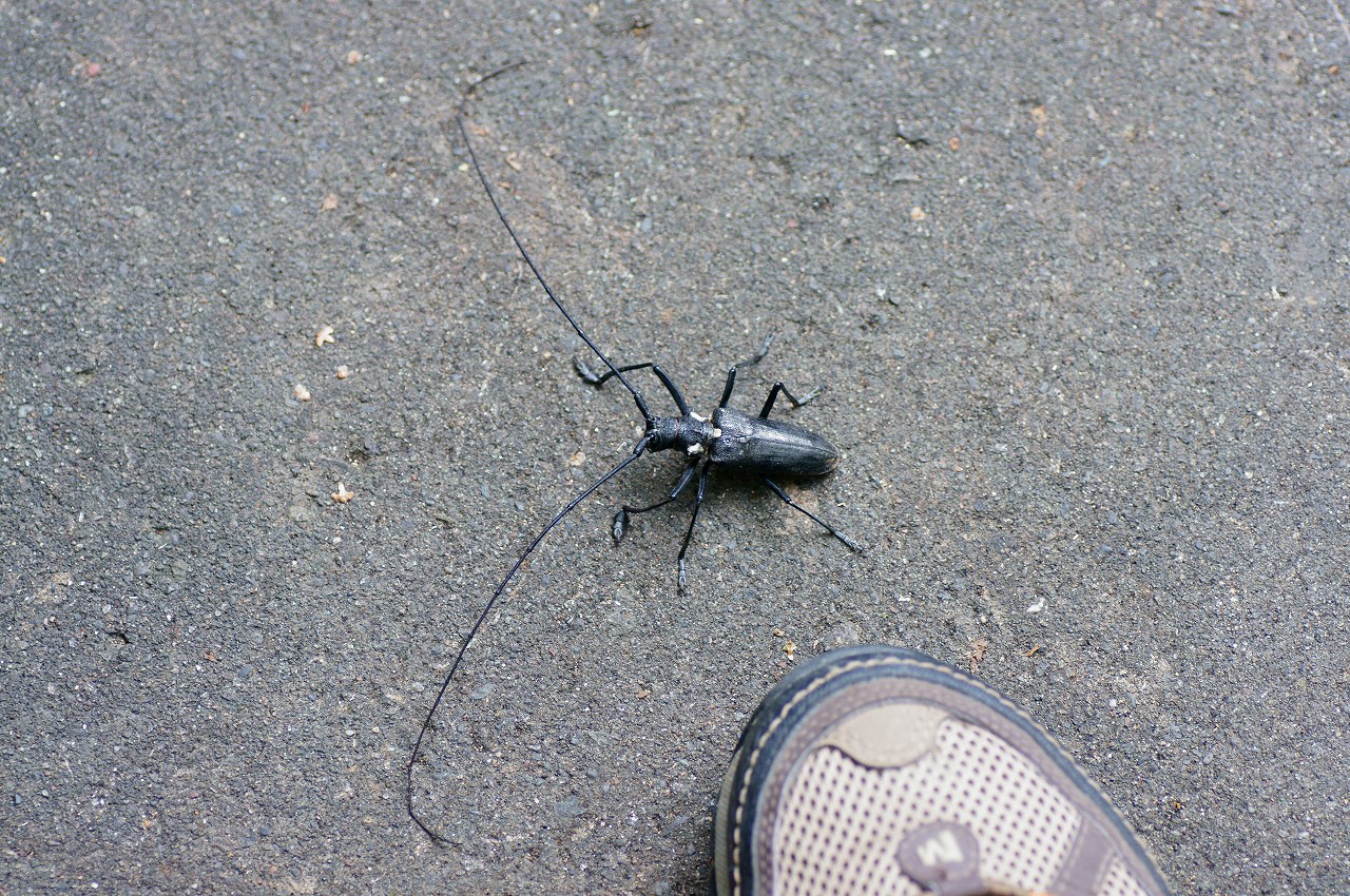 野幌森林公園の夏②～チョウと虫たち_b0225108_2031458.jpg