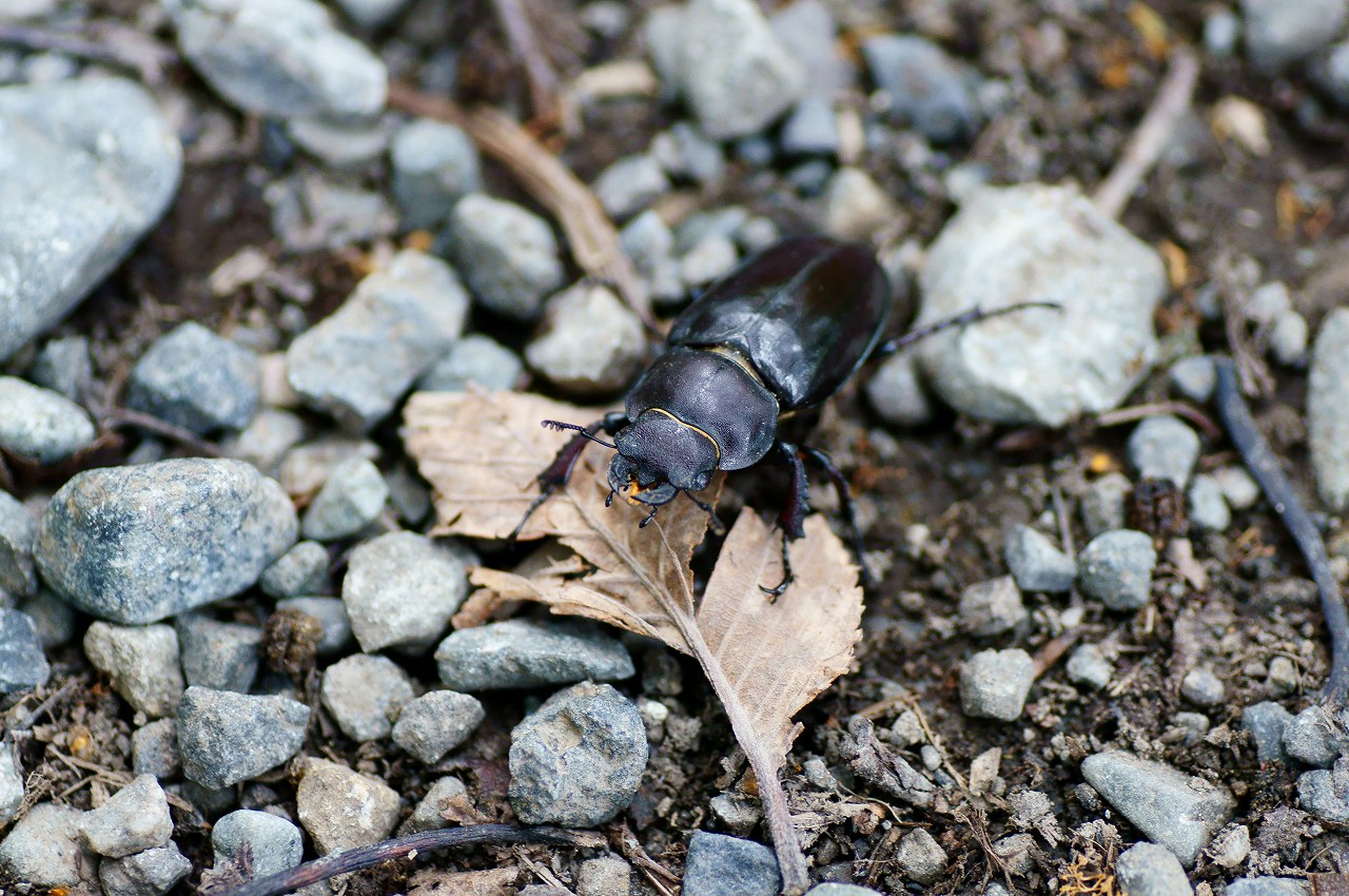 野幌森林公園の夏②～チョウと虫たち_b0225108_203294.jpg