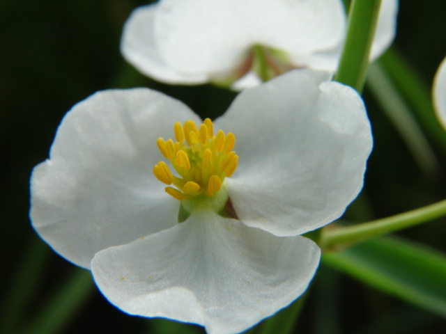 オモダカの花_f0231709_15311350.jpg