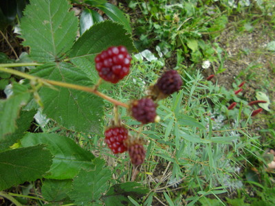 e0239312_104669.jpg