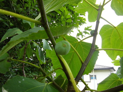 e0239312_1272642.jpg