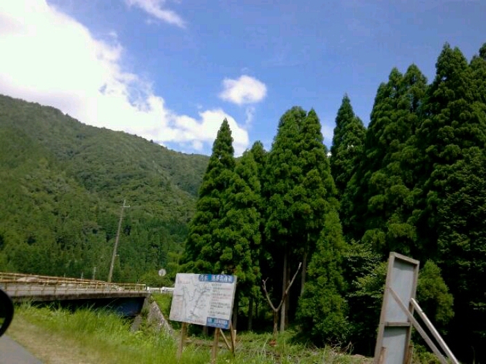 山とマタタビと_c0160822_14594378.jpg