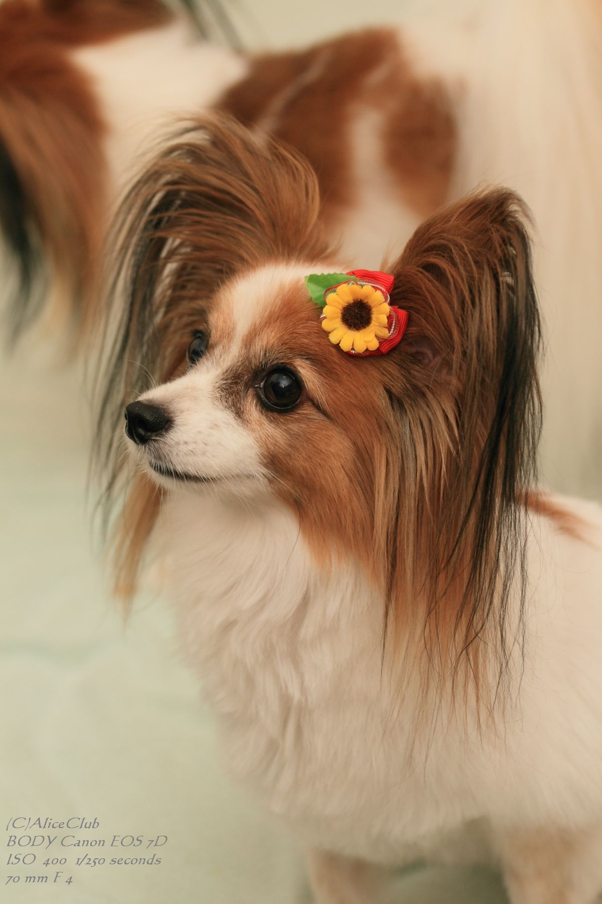 パピヨンのサマーカット Alice Club パピヨンのクリスとエリスの犬日記