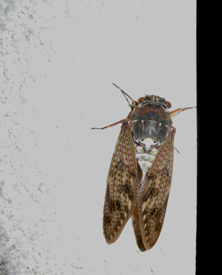 e0097534_1583752.jpg