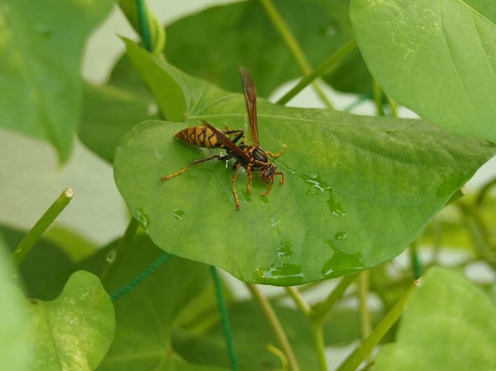 西洋朝顔観察日記2012　8/6_d0149245_2332882.jpg