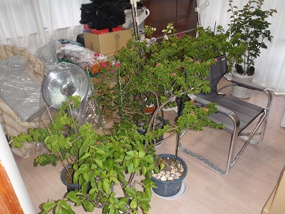 c0180460_1546568.jpg