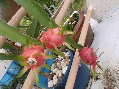 c0180460_154959.jpg