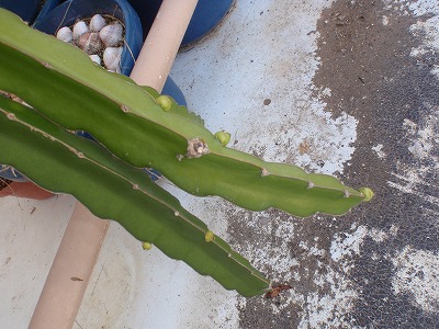c0180460_1811630.jpg
