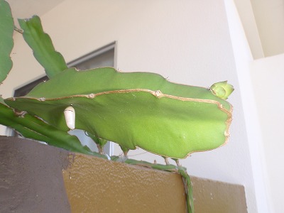 c0180460_1814454.jpg
