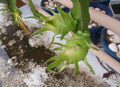c0180460_18163650.jpg