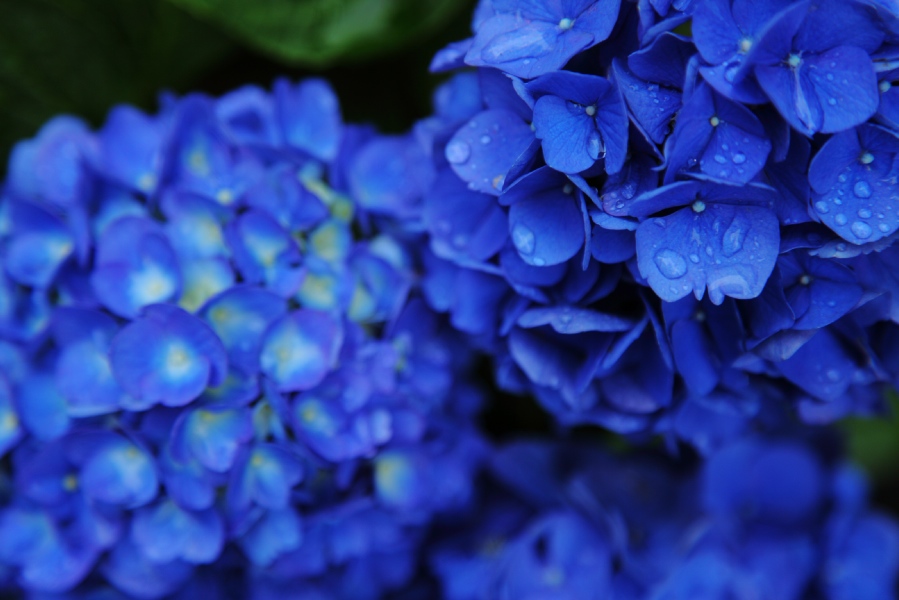雨上がりの紫陽花 なよら風 雨上がりの紫陽花 なよら風