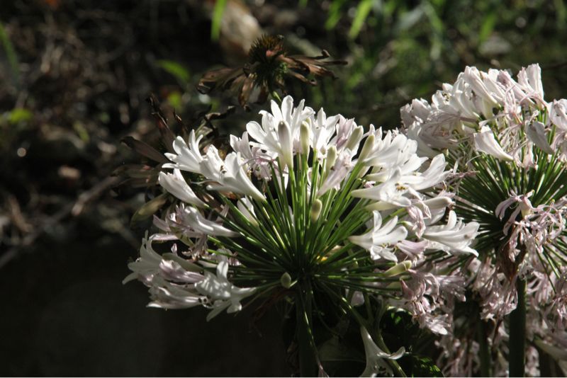 2012年 夏のアメージングガーデン_a0175282_2113359.jpg