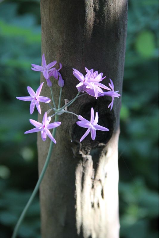 2012年 夏のアメージングガーデン_a0175282_21133679.jpg