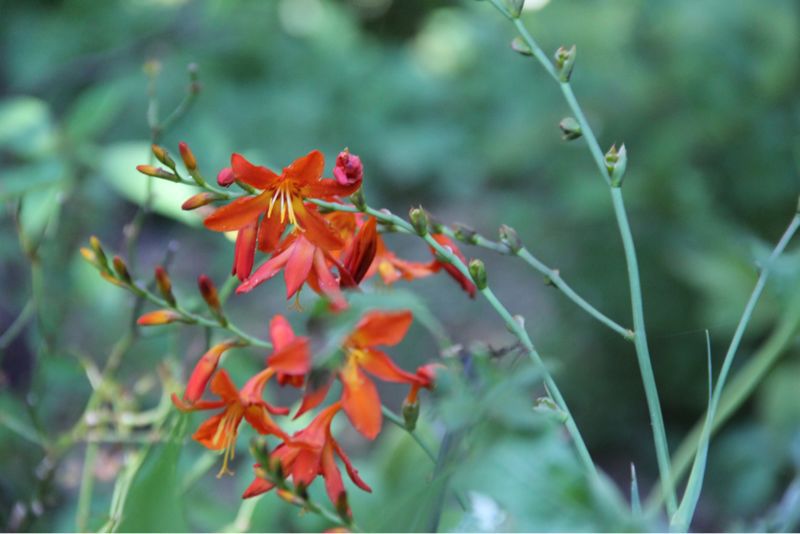 2012年 夏のアメージングガーデン_a0175282_21133691.jpg