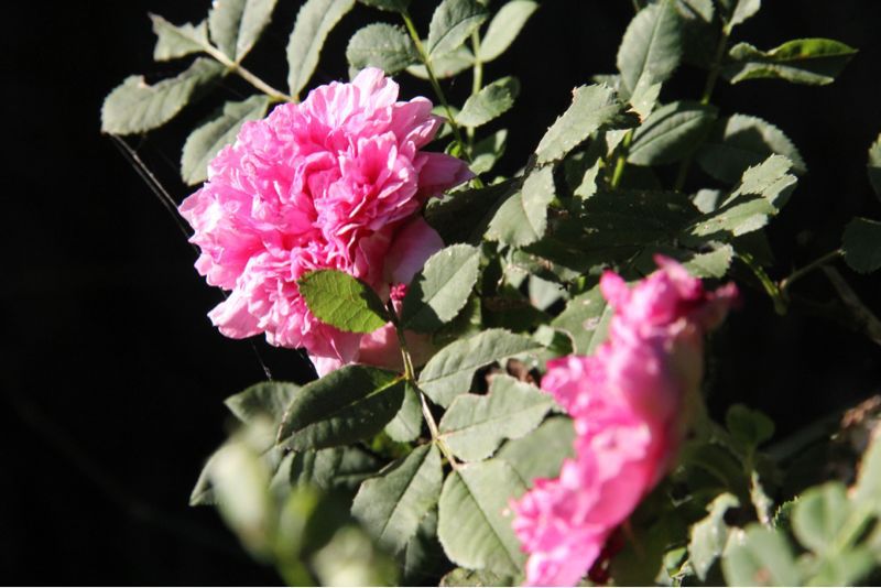 2012年 夏のアメージングガーデン_a0175282_2113374.jpg