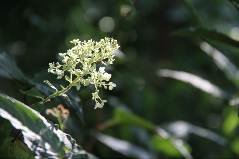 2012年 夏のアメージングガーデン_a0175282_21133886.jpg