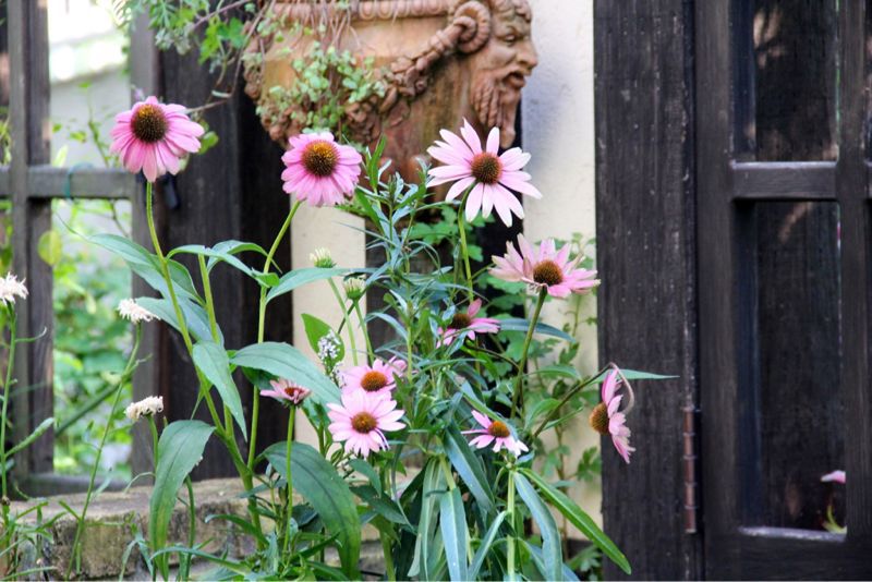 2012年 夏のアメージングガーデン_a0175282_21133913.jpg