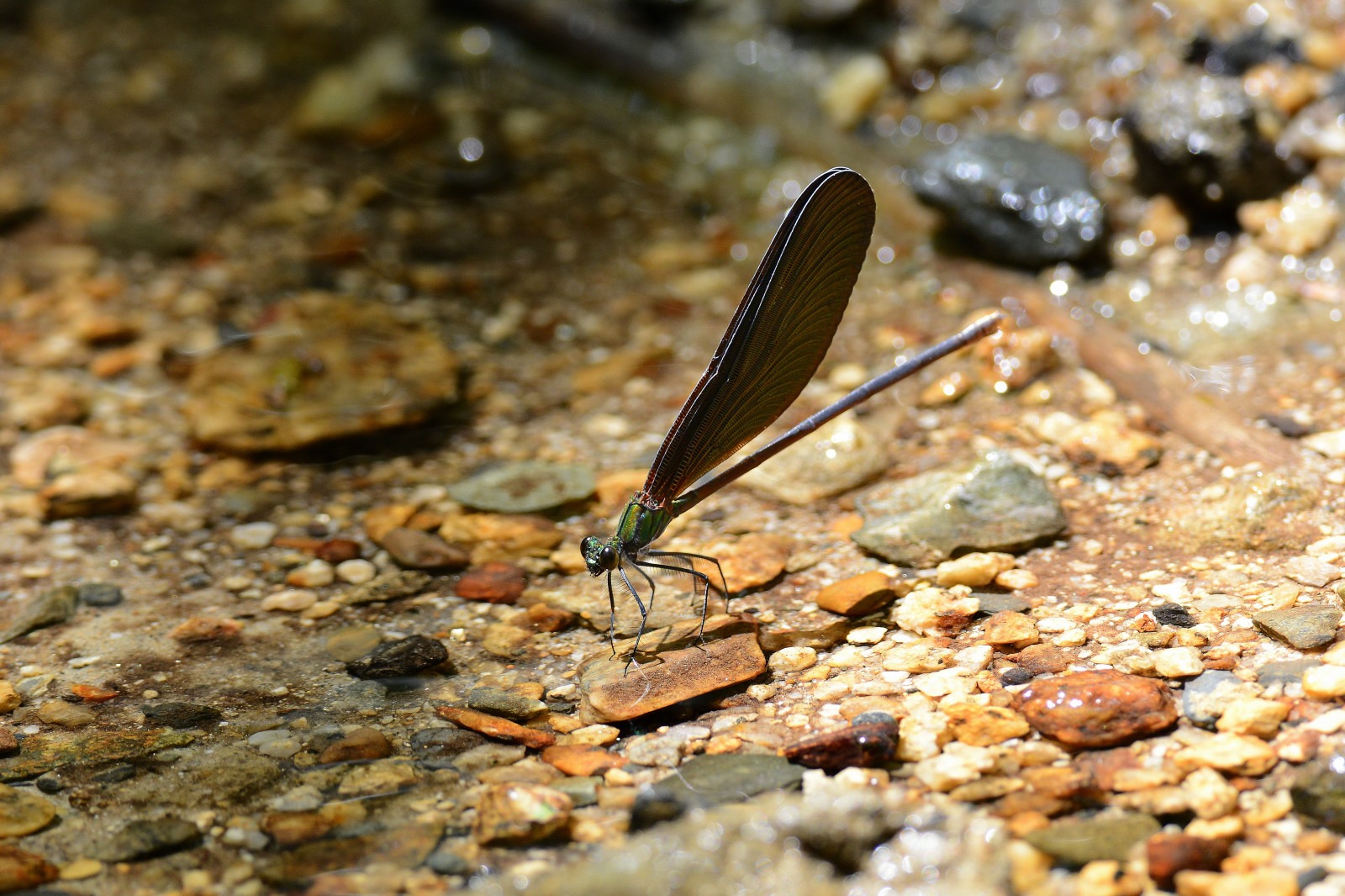 d0251387_21375411.jpg