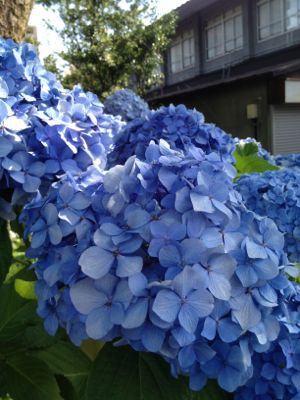 三村知事キタル_a0134394_865189.jpg