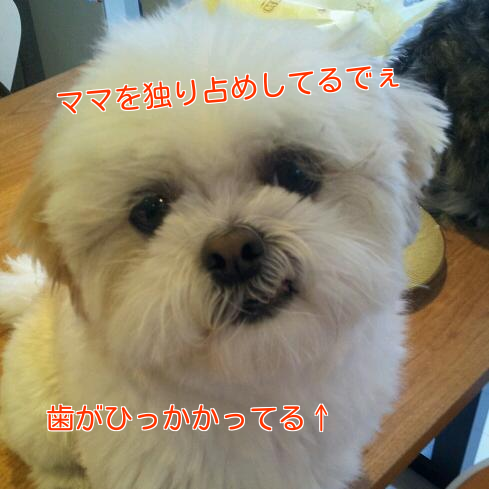 b0237894_9222070.png