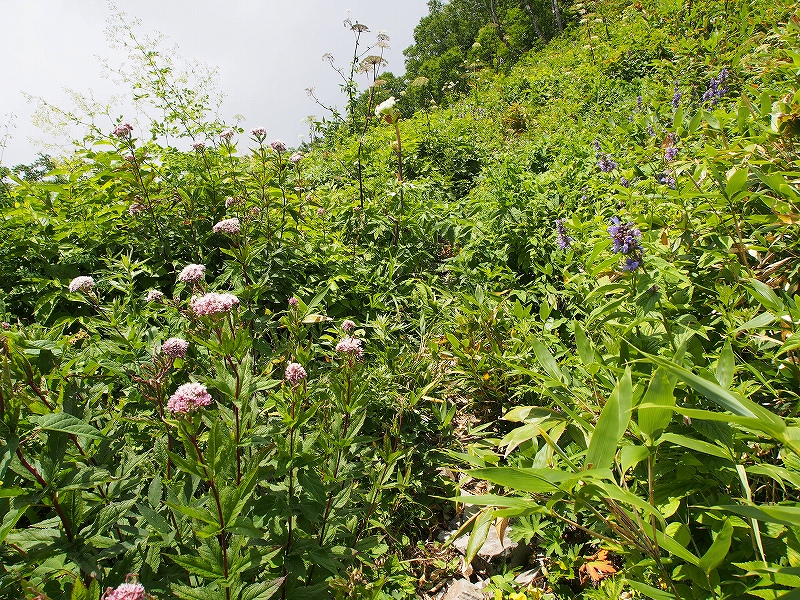  8月3日、定山渓神威岳－その2－_f0138096_231319100.jpg