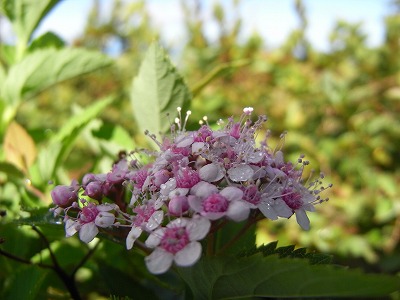 f0187402_17385819.jpg