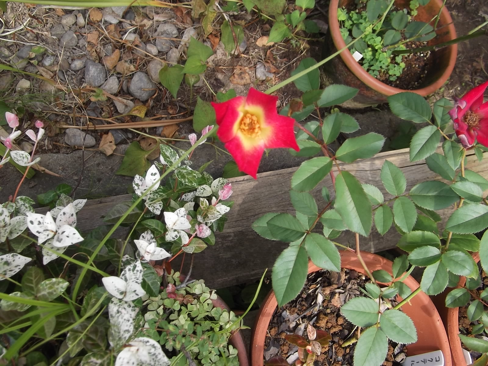 a0203003_9302646.jpg