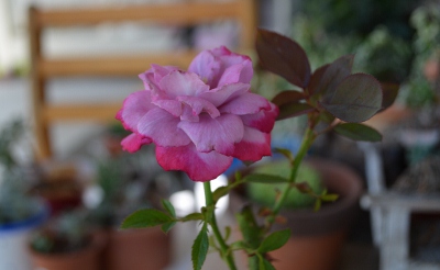 c0132205_9132269.jpg